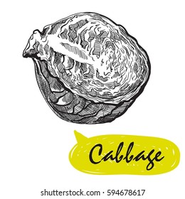 cabbage sketch. harvesting