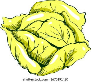 Cabbage sketch, illustration, vector on white background.