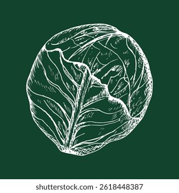 Cabbage sketch outline illustration. Red cabbage simple doodle drawing in engraving style. Hand drawn vector line art clipart