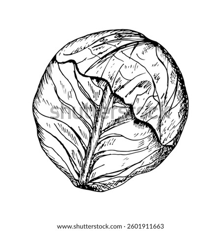 Cabbage sketch outline illustration. Red cabbage simple doodle drawing in engraving style. Hand drawn vector line art clipart