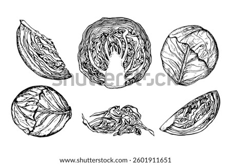 Cabbage sketch outline illustration set. Red cabbage simple doodle drawing in engraving style. Hand drawn vector line art clipart