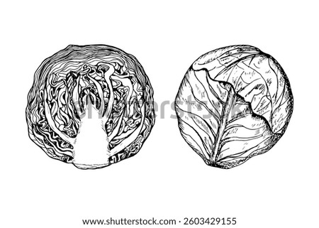 Cabbage sketch outline illustration set. Red cabbage simple doodle drawing in engraving style. Hand drawn vector line art clipart