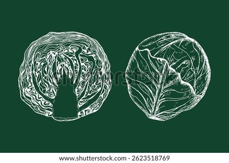 Cabbage sketch outline illustration set. Red cabbage simple doodle drawing in engraving style. Hand drawn vector line art clipart