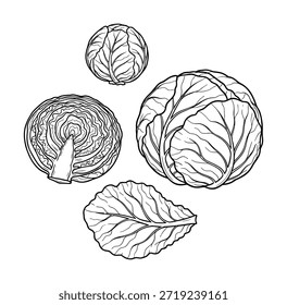 Vector de croquis de repollo. Cabeza detallada de repollo y hojas, alimentación saludable y concepto de cosecha orgánica. Ilustración en blanco y negro.