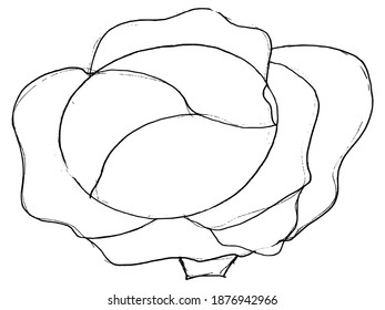 Cabbage stalk. Vector, sketch illustration. Motives of cooking and kitchen