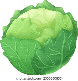 cabbage transparent background vector watercolor style
