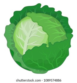 Cabbage Transparent Vector Illustration