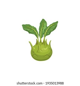 Cabbage turnip isolated Kohlrabi vegetable food icon. Vector german cabbage turnip, biennial vegetable low, stout cultivar of wild cabbage. Raw root, realistic vegetarian food with green leafy leaves