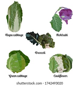 Cabbage types set, vector isolated illustration. Green or white cabbage, broccoli, cauliflower, kohlrabi and peking or napa cabbage. Healthy natural and organic food.