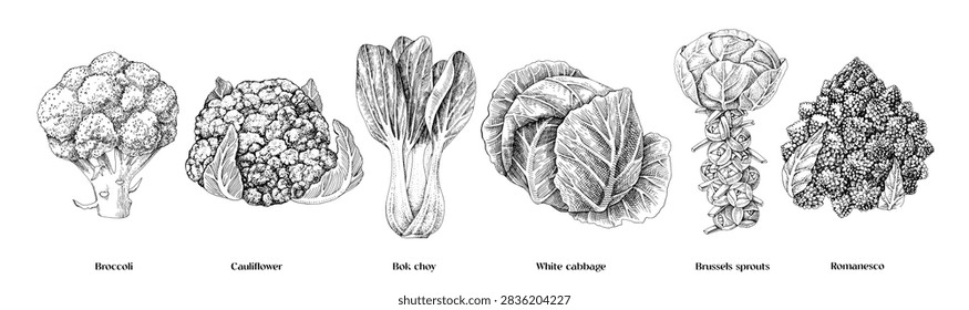 Cabbage types sketched vector collection