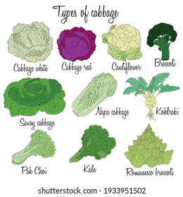 Cabbage varieties. Free style illustration of different types of cabbage.