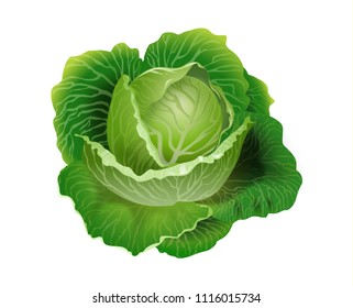 Cabbage vector 3D illustration