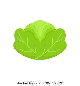 Cabbage vector. Delicious fresh cabbage vector illustration, cabbage icon isolated on a white background