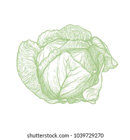 Cabbage Vector Drawing