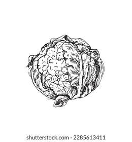 Cabbage vector drawing. Hand drawn on a white background. Summer vegetables engraved style illustration. Great for labels, posters, prints.