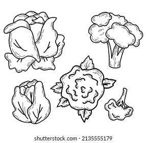 Cabbage vector hand drawn set. Beautiful white vegetable, broccoli and cauliflower. Vector illustration. Linear hand drawn doodle style for design, decor, decoration and menu 