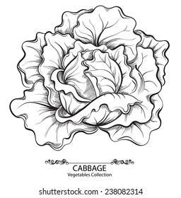 Cabbage. Vector hand drawn vegetables isolated on white background