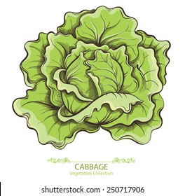 Cabbage. Vector hand drawn vegetables isolated on white background