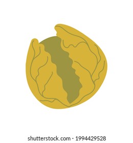 Cabbage vector. Head of Brussels sprouts close-up. Green leaves . Vector illustration. Flat style