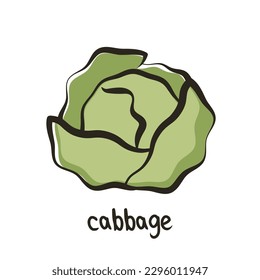 Cabbage vector icon in simple style. Head of cabbage in cartoon style. Fresh green vegetable pictogram. Vector illustration.