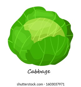 Cabbage vector icon.Cartoon vector icon isolated on white background cabbage .