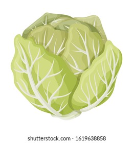 Cabbage vector icon.Cartoon vector icon isolated on white background cabbage.