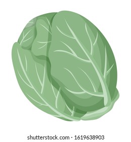 Cabbage vector icon.Cartoon vector icon isolated on white background cabbage.