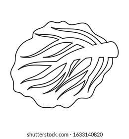 Cabbage vector icon.Outline,line vector icon isolated on white background cabbage.
