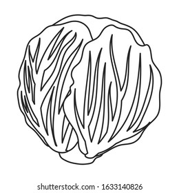 Cabbage vector icon.Outline,line vector icon isolated on white background cabbage.
