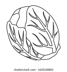 Cabbage vector icon.Outline,line vector icon isolated on white background cabbage.