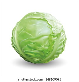 Cabbage. Vector illustration.