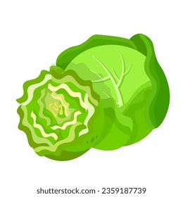 Cabbage vector illustration. Cartoon isolated green round head of fresh whole leafy vegetable and cut in half for eating, cooking healthy salad and vegetarian food, organic natural foliage leaves