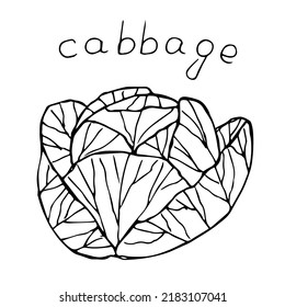 Cabbage vector illustration, hand drawing sketch