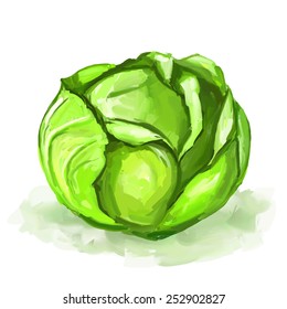 Cabbage vector illustration  hand drawn  painted watercolor