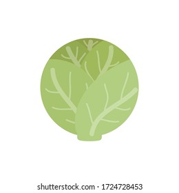 Cabbage vector illustration icon. Head white lettuce vegetable. Isolated.