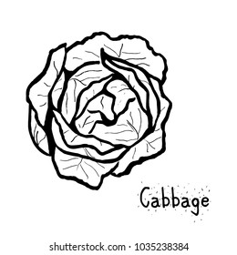 
cabbage vector illustration. cabbage isolated