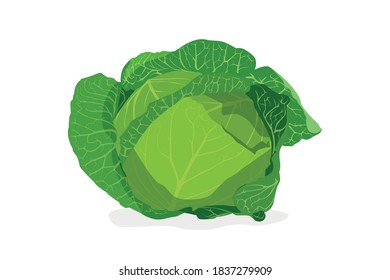 Ilustración vectorial de col sobre fondo blanco