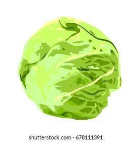 Cabbage vector illustration on a white background