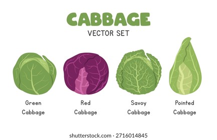 Kohl-Vektorgrafik-Set. Grüner, roter Kohl, Savoyekohl und spitzer Kohl Cartoon Clipart Set im flachen Stil. Vegetables flaches Vektordesign