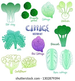 Cabbage vector illustration set. Kohlrabi, Cabbage, Red cabbage, Kale, Broccoli, 
