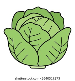 Cabbage vector illustration, simple design