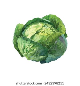 cabbage vector illustration in watercolour style