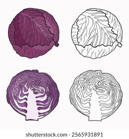 Cabbage vector illustration.  Whole and cut cabbage. Line drawing and coloring. Vegetable. Flat illustration