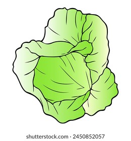Ilustración vectorial de col, aislado sobre fondo blanco, vista superior