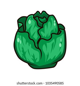 Cabbage Vector Illustrations