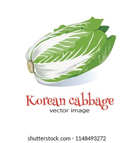 Cabbage vector image
Image if a Korean cabbage with the words “Korean Cabbage” isolated in white.