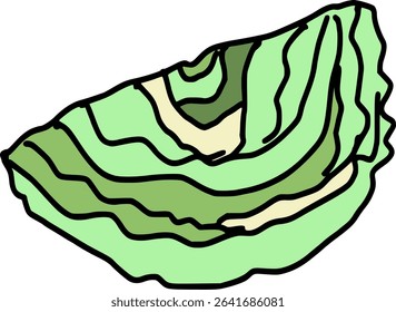 Cabbage vector image - vegetable