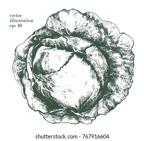 Cabbage vector ink sketch isolated on white background. Hand drawn illustration. Retro style.