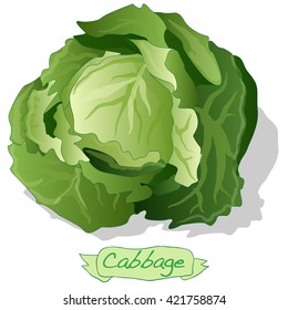 Cabbage vector isolated on white