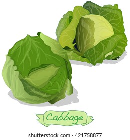 Cabbage vector isolated on white